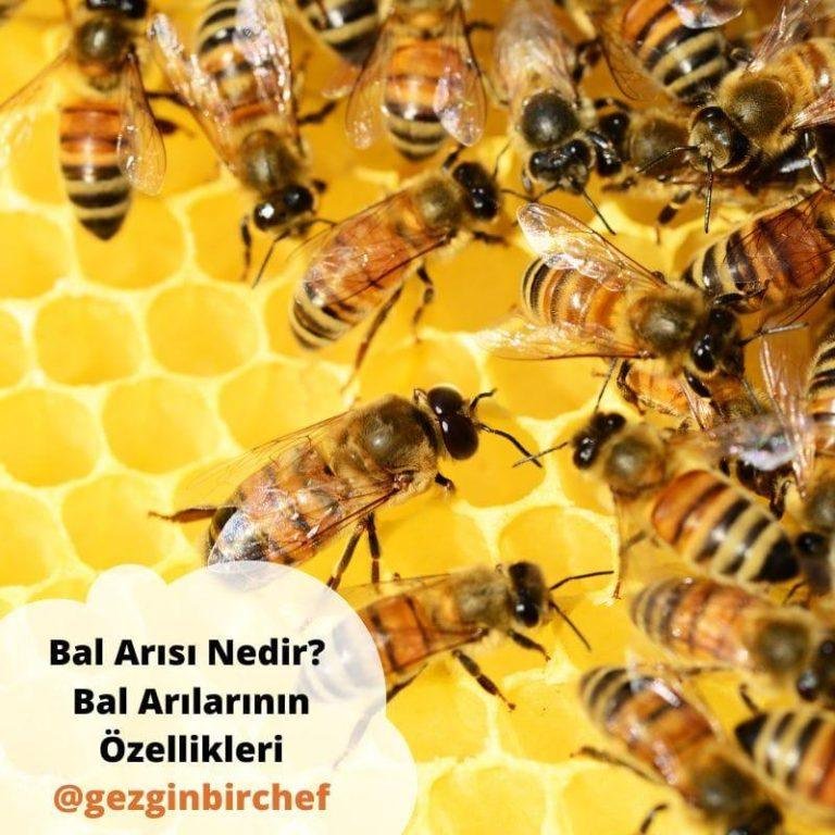 Bal Arısı Nedir? Bal Arılarının Özellikleri