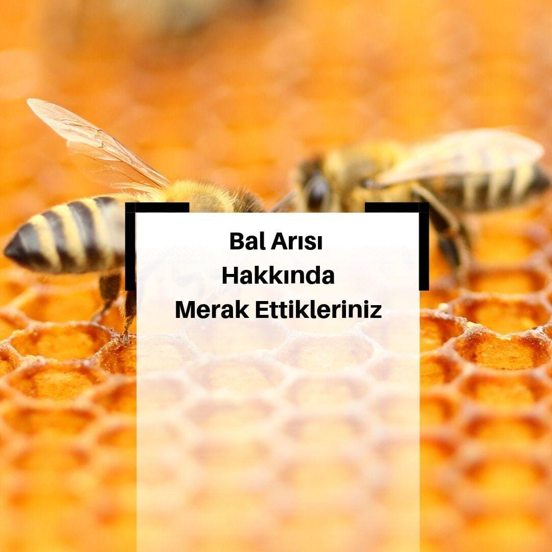 Bal Arısı Nedir? & Bal Arılarının Özellikleri Nelerdir?