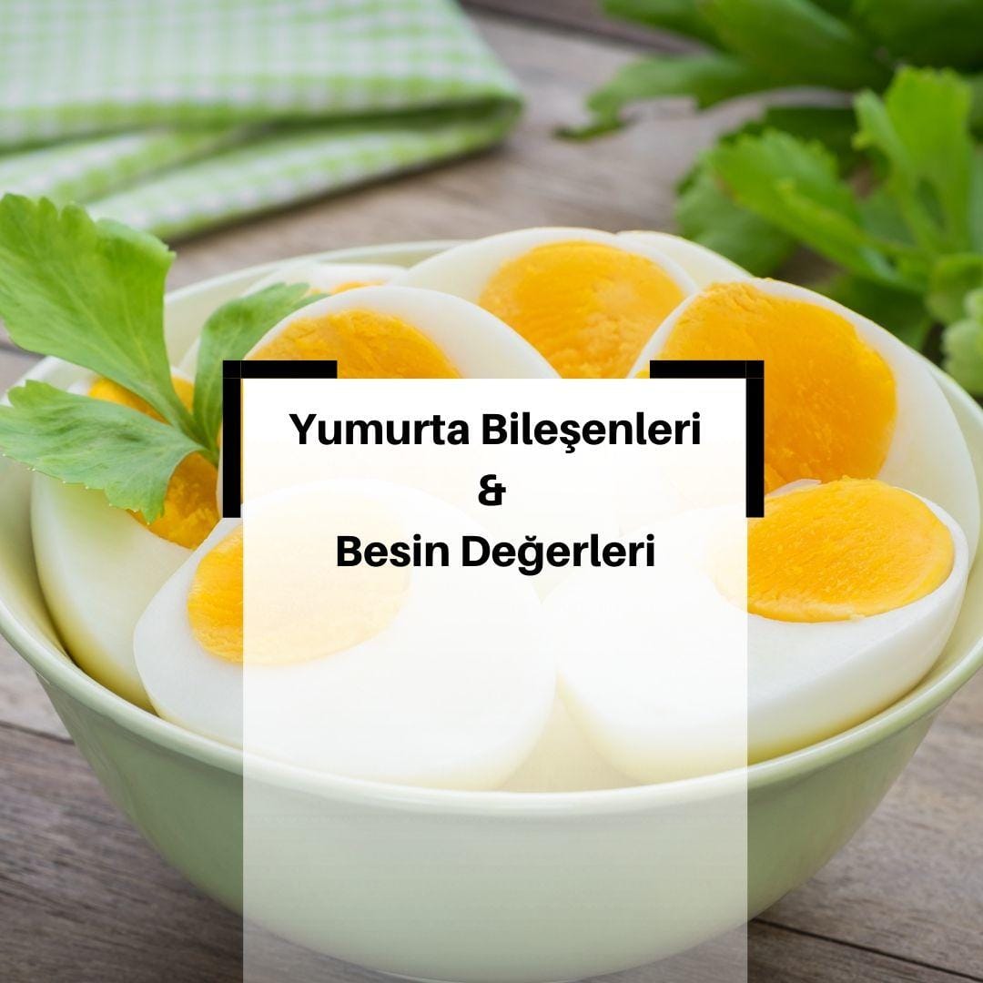 Yumurta Nedir? & Yumurta Bişenleri Nelerdir? & Yumurta Besin Değerleri
