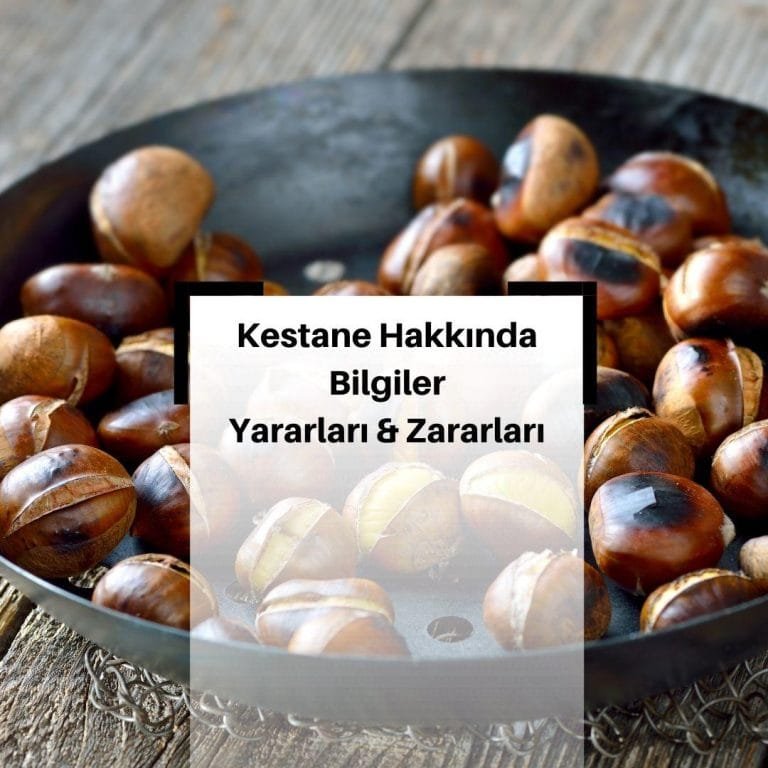 Kestanenin Faydaları Nelerdir? & Kestanenin Zararları Nelerdir? & Kestane Nasıl pişirilir? & Kestane Besin Değerleri Nelerdir?