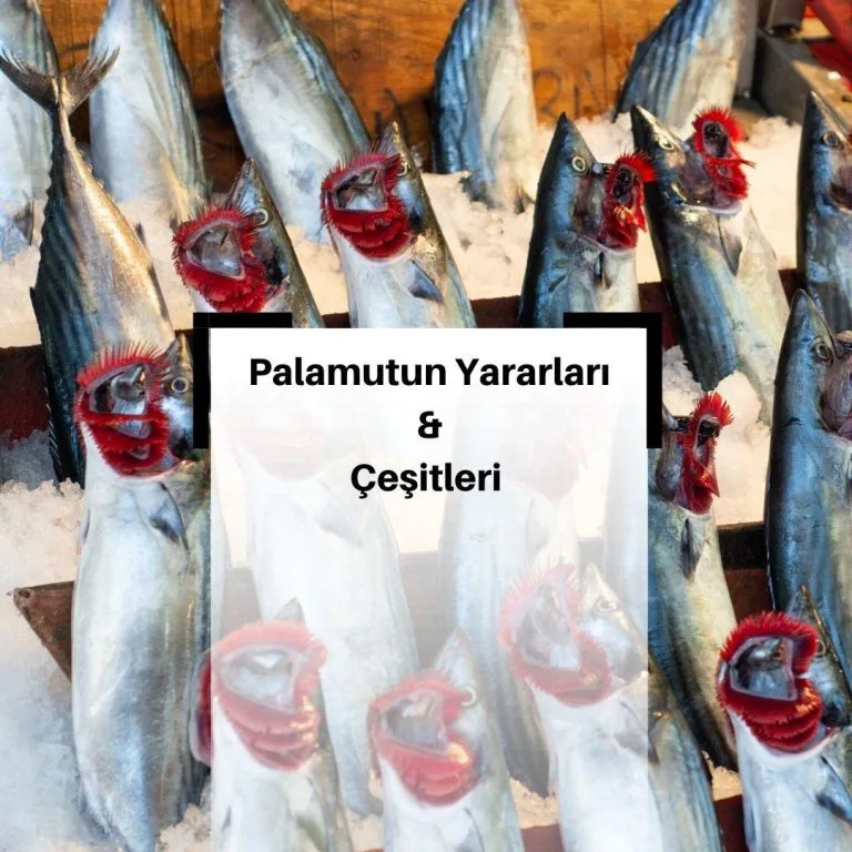 Palamutun Faydaları ve Çeşitleri Nelerdir?