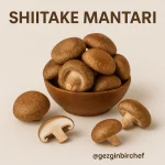 Shiitake Mantarı