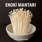 Enoki Mantarı