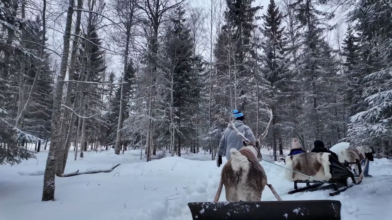 Karlar üzerinde koşan Husky köpeklerinin çektiği bir kızak