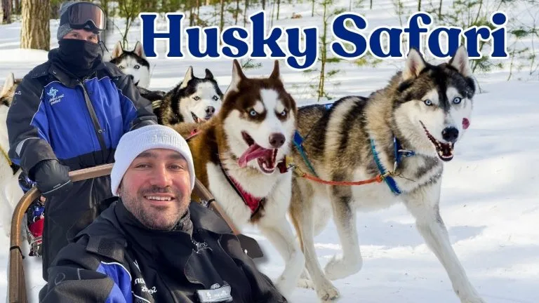 Rehber kapağı: Rovaniemi’de Eşsiz Bir Deneyim: Husky Safarisi Macerası!