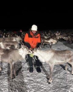 tromso ren geyikleri