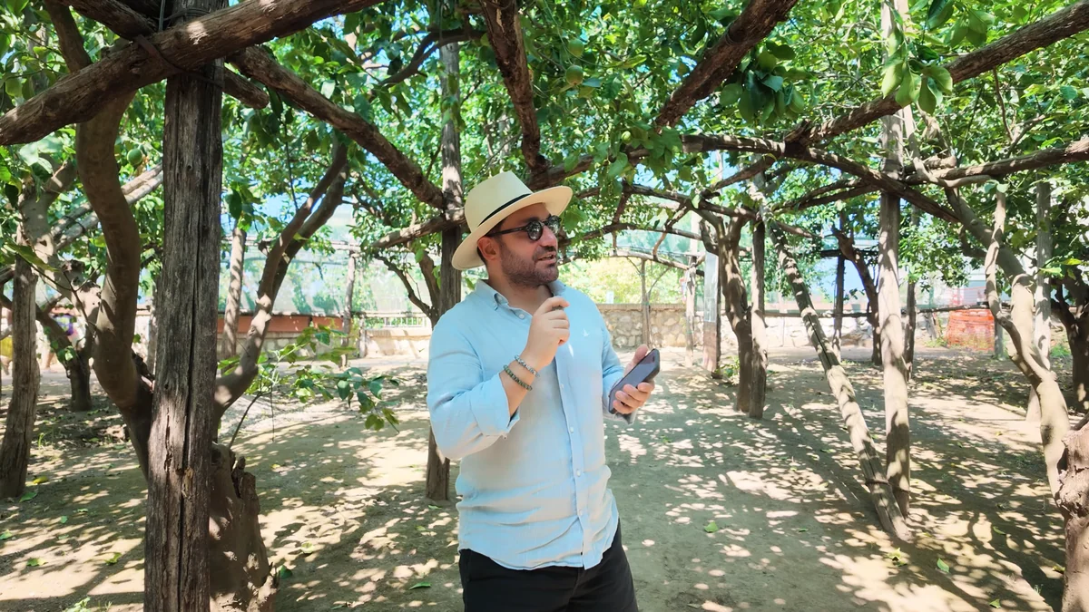 Sorrento limon bahçesi, sıra sıra limon ağaçları ve gölgeli yol