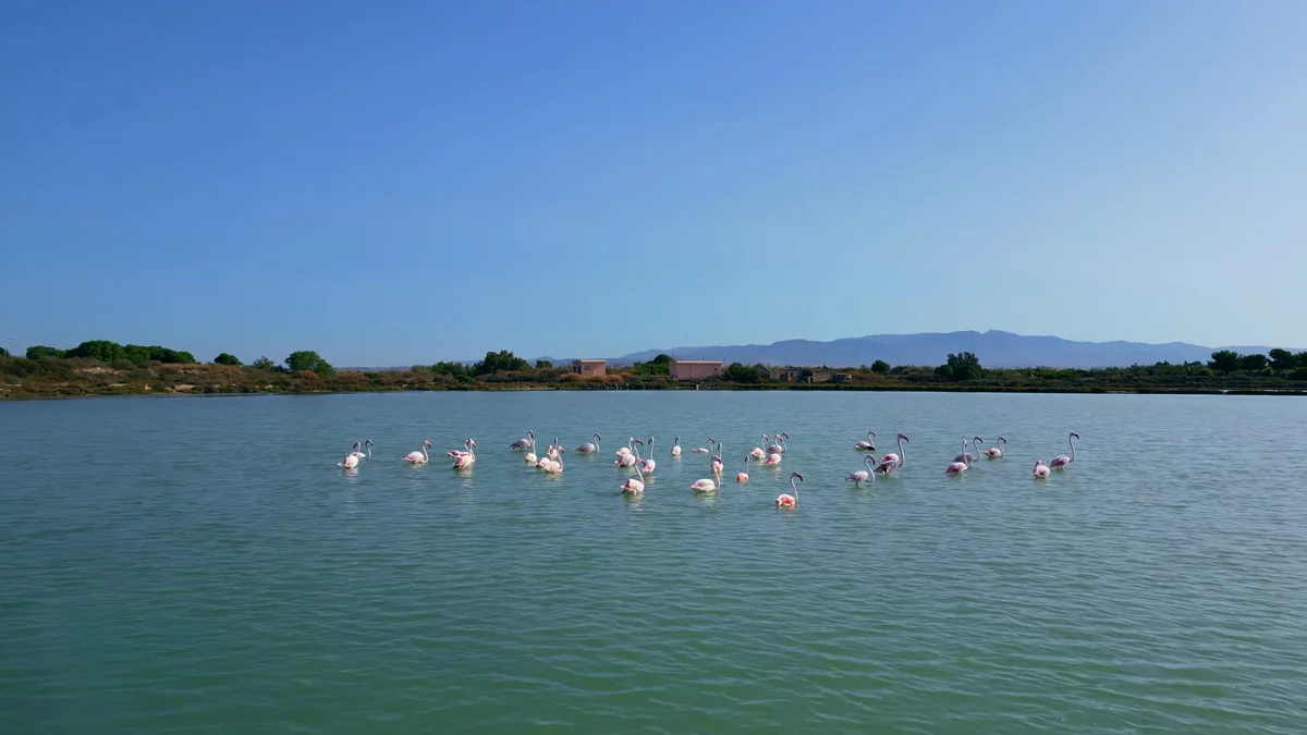 Cagliari Molentargius tuz göllerinde suyun üzerinde duran flamingo sürüsü